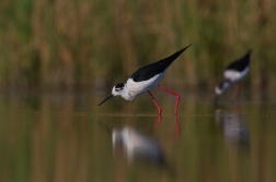 Pisila čáponohá  ( Himantopus himantopis )