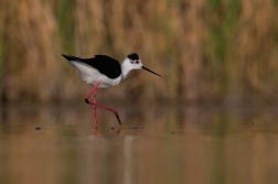 Pisila čáponohá  ( Himantopus himantopis )