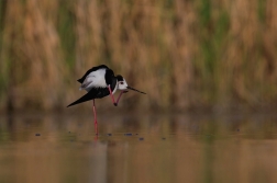 Pisila čáponohá  ( Himantopus himantopis )