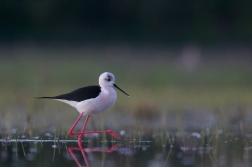 Pisila čáponohá  ( Himantopus himantopis )