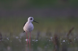 Pisila čáponohá  ( Himantopus himantopis )