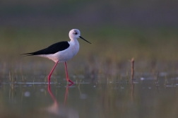 Pisila čáponohá  ( Himantopus himantopis )