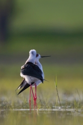 Pisila čáponohá  ( Himantopus himantopis )