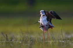 Pisila čáponohá  ( Himantopus himantopis )