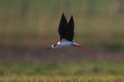 Pisila čáponohá  ( Himantopus himantopis )