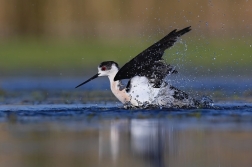 Pisila čáponohá  ( Himantopus himantopus )