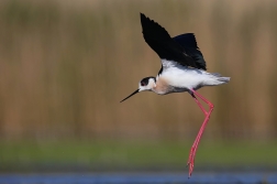Pisila čáponohá  ( Himantopus himantopus )