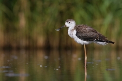 Pisila čáponohá  ( Himantopus himantopus )