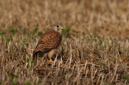 Poštolka obecná  ( Falco tinnunculus )