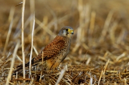 Poštolka obecná  ( Falco tinnunculus )