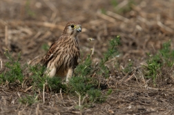 Poštolka obecná  ( Falco tinnunculus )