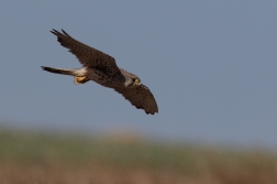 Poštolka obecná  ( Falco tinnunculus )