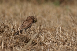 Poštolka obecná  ( Falco tinnunculus )