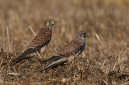 Poštolka obecná  ( Falco tinnunculus )