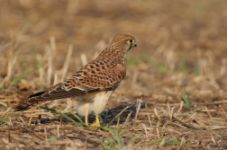 Poštolka obecná  ( Falco tinnunculus )