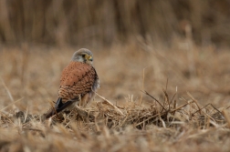 Poštolka obecná  ( Falco tinnunculus )