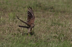 Poštolka obecná  ( Falco tinnunculus )