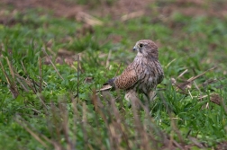 Poštolka obecná  ( Falco tinnunculus )