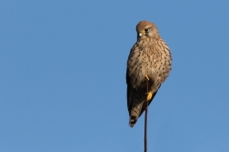 Poštolka obecná  ( Falco tinnunculus )
