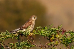 Poštolka obecná ( Falco tinnunculus )