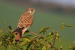 Poštolka obecná ( Falco tinnunculus )