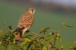 Poštolka obecná ( Falco tinnunculus )