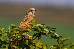 Poštolka obecná ( Falco tinnunculus )