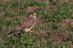 Poštolka obecná ( Falco tinnunculus )