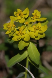 Pryšec mnohobarvý  ( Euphorbia...