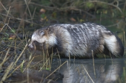 Psík mývalovitý