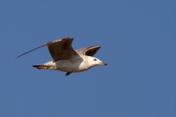 Racek bělohlavý ( Larus cachinnans )