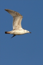 Racek bělohlavý ( Larus cachinnans )