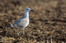 Racek středomořský  ( Larus michahellis )