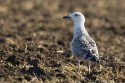 Racek středomořský  ( Larus michahellis )