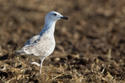 Racek středomořský  ( Larus michahellis )