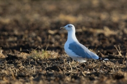 Racek středomořský  ( Larus michahellis )