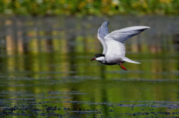 Rybák bahenní  ( Chlidonias hybridus )