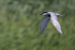 Rybák bahenní  ( Chlidonias hybridus )