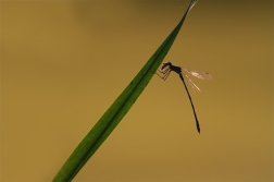 Šidélko větší ( Ischnura elegans )