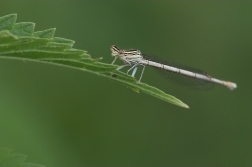 Šídlatka páskovaná  ( Lestes sponsa )