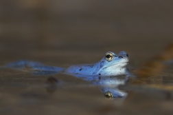 Skokan ostronosý  ( Rana arvalis )