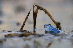 Skokan ostronosý  ( Rana arvalis )