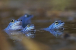 Skokan ostronosý ( Rana arvalis )