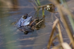 Skokan ostronosý ( Rana arvalis )