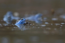 Skokan ostronosý ( Rana arvalis )
