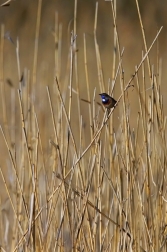 Slavík modráček  ( Erithacus  svecicus )