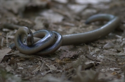 Slepýš křehký ( Anguis fragilis )