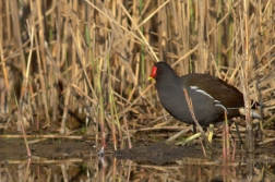 Slípka zelenonohá ( Gallinula chloropus )