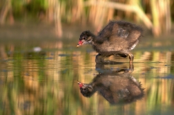 Slípka zelenonohá ( Gallinula chloropus )