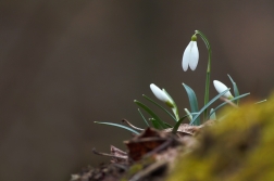 Sněženka podsněžník  ( Galanthus...